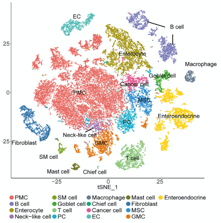 Dissecting the Single-Cell Transcriptome Network Underlying Gastric Premalignant Lesions and Early Gastric Cancer